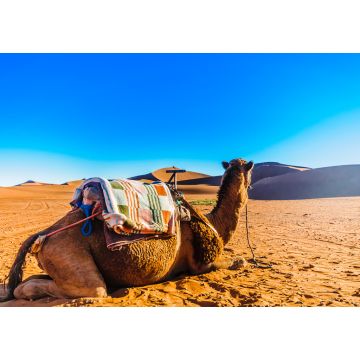 Lais Puzzle - Kamel vor Sanddünen in der Wüste Sahara in der Nähe von Mhamid - Marokko - 1.000 Teile