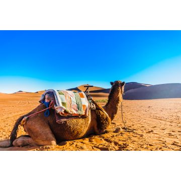 Lais Puzzle - Kamel vor Sanddünen in der Wüste Sahara in der Nähe von Mhamid - Marokko - 2.000 Teile