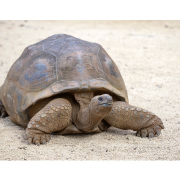 Lais Puzzle - Riesenschildkröten, dipsochelys gigantea auf der tropischen Insel Mauritius - 40, 100, 200, 500, 1.000 & 2.000 Teile