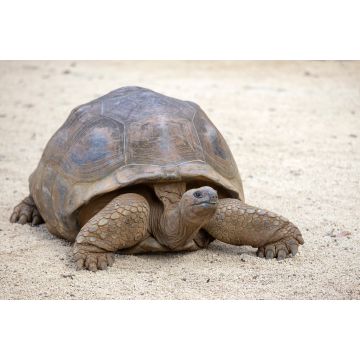 Lais Puzzle - Riesenschildkröten, dipsochelys gigantea auf der tropischen Insel Mauritius - 2.000 Teile