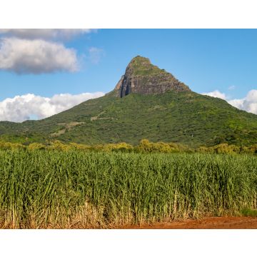 Lais Puzzle - Zuckerrohrfelder und Berge auf der Insel Mauritius, Afrika - 40, 100, 200, 500, 1.000 & 2.000 Teile