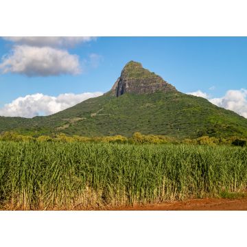 Lais Puzzle - Zuckerrohrfelder und Berge auf der Insel Mauritius, Afrika - 1.000 Teile