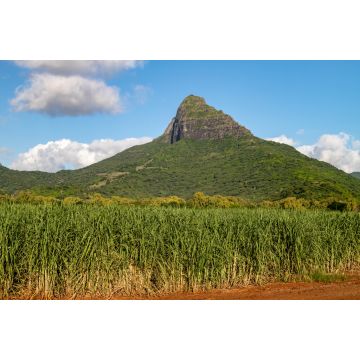 Lais Puzzle - Zuckerrohrfelder und Berge auf der Insel Mauritius, Afrika - 2.000 Teile
