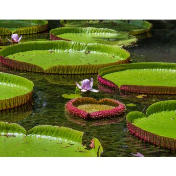 Lais Puzzle - Riesige Seerose im botanischen Garten auf der Insel Mauritius . Victoria amazonica, Victoria regia - 40, 100, 200, 500, 1.000 & 2.000 Teile