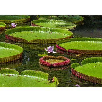 Lais Puzzle - Riesige Seerose im botanischen Garten auf der Insel Mauritius . Victoria amazonica, Victoria regia - 1.000 Teile