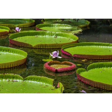 Lais Puzzle - Riesige Seerose im botanischen Garten auf der Insel Mauritius . Victoria amazonica, Victoria regia - 2.000 Teile