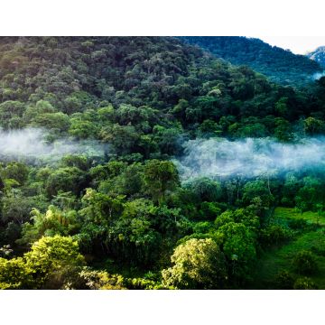 Lais Puzzle - La selva de la reserva de la biosfera de Los Tuxtlas, lleno de biodiversidad, esta área natural protegida se ubica en Veracruz, México - 40, 100, 200, 500, 1.000 & 2.000 Teile