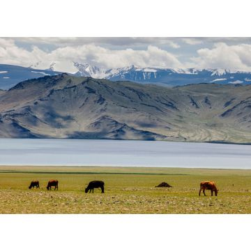 Lais Puzzle - Landschaft Mongolei - 1.000 Teile