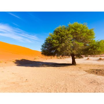 Lais Puzzle - Sossusvlei Namibia, landschaftlich reizvolle Tonsalzebene mit geflochtenen Akazienbäumen und majestätischen Sanddünen. Namib Naukluft National Park - 40, 100, 200, 500, 1.000 & 2.000 Teile