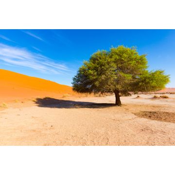 Lais Puzzle - Sossusvlei Namibia, landschaftlich reizvolle Tonsalzebene mit geflochtenen Akazienbäumen und majestätischen Sanddünen. Namib Naukluft National Park - 2.000 Teile