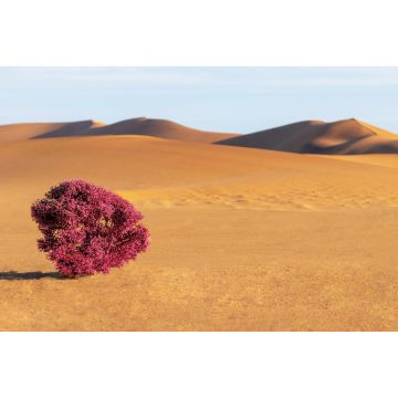 Lais Puzzle - Dünen, lila Busch und Sand in der Namib-Wüste - 2.000 Teile