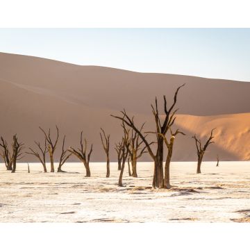 Lais Puzzle - Deadvlei im Sossusvlei Park, Namibia - 40, 100, 200, 500, 1.000 & 2.000 Teile