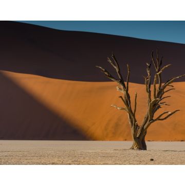 Lais Puzzle - Abgestorbener Kameldornbaum vor orangefarbenen Sanddünen und blauem Himmel während des Sonnenaufgangs im Deadvlei, Sossusvlei, Namib-Naukluft National Park - 40, 100, 200, 500, 1.000 & 2.000 Teile