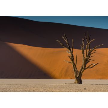 Lais Puzzle - Abgestorbener Kameldornbaum vor orangefarbenen Sanddünen und blauem Himmel während des Sonnenaufgangs im Deadvlei, Sossusvlei, Namib-Naukluft National Park - 1.000 Teile