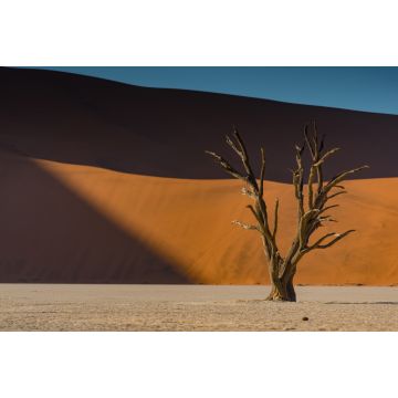 Lais Puzzle - Abgestorbener Kameldornbaum vor orangefarbenen Sanddünen und blauem Himmel während des Sonnenaufgangs im Deadvlei, Sossusvlei, Namib-Naukluft National Park - 2.000 Teile