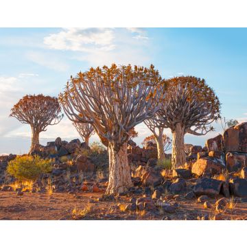 Lais Puzzle - Sonnenaufgang im Köcherbaumwald bei Keetmanshoop, Namibia - 40, 100, 200, 500, 1.000 & 2.000 Teile