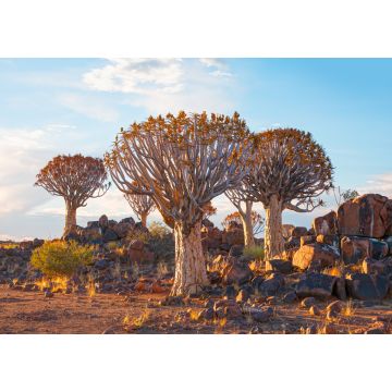 Lais Puzzle - Sonnenaufgang im Köcherbaumwald bei Keetmanshoop, Namibia - 1.000 Teile