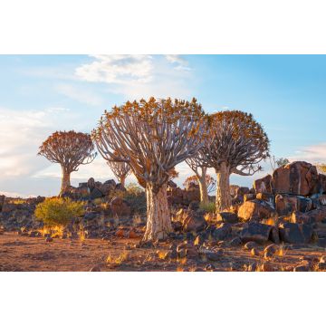 Lais Puzzle - Sonnenaufgang im Köcherbaumwald bei Keetmanshoop, Namibia - 2.000 Teile