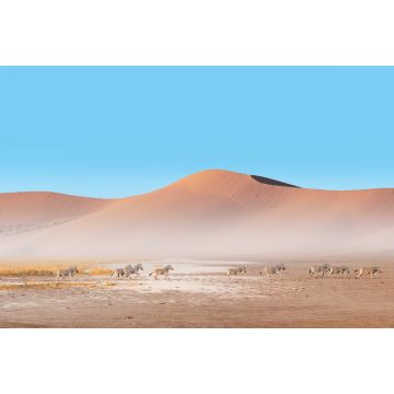 Lais Puzzle - Erstaunliche Zebras, die durch die afrikanische Savanne laufen - Namib-Wüste im Hintergrund - Etosha-Nationalpark, Namibia - 2.000 Teile