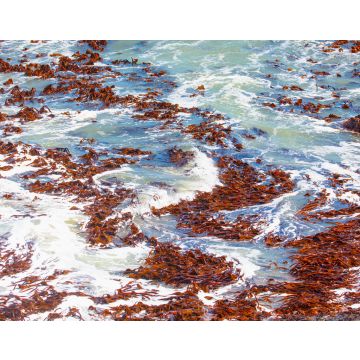 Lais Puzzle - Falsches Rotes Seemoos, eine Rotalgenart aus dem südlichen Atlantik - Namibia - 40, 100, 200, 500, 1.000 & 2.000 Teile