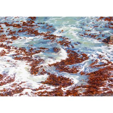 Lais Puzzle - Falsches Rotes Seemoos, eine Rotalgenart aus dem südlichen Atlantik - Namibia - 1.000 Teile