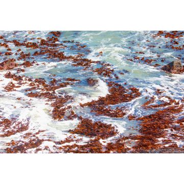 Lais Puzzle - Falsches Rotes Seemoos, eine Rotalgenart aus dem südlichen Atlantik - Namibia - 2.000 Teile