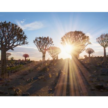 Lais Puzzle - Sonnenaufgang im Köcherbaumwald bei Keetmanshoop, Namibia - 40, 100, 200, 500, 1.000 & 2.000 Teile