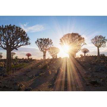 Lais Puzzle - Sonnenaufgang im Köcherbaumwald bei Keetmanshoop, Namibia - 1.000 Teile