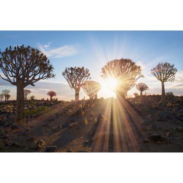 Lais Puzzle - Sonnenaufgang im Köcherbaumwald bei Keetmanshoop, Namibia - 2.000 Teile