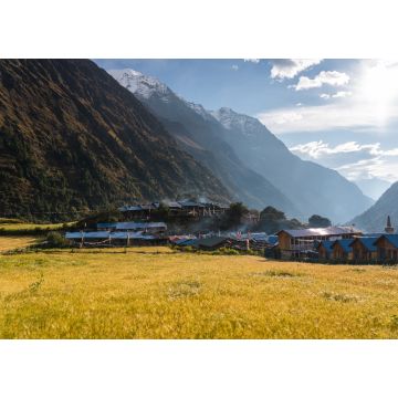 Lais Puzzle - Gerstenreisfeld im Dorf Lho auf der Trekkingroute der Manaslu-Runde, Himalaya-Gebirge in Nepal - 1.000 Teile