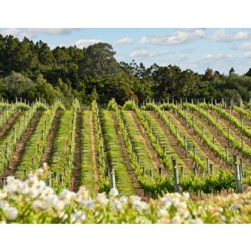 Lais Puzzle - Weinberg in Neuseeland - 40, 100, 200, 500, 1.000 & 2.000 Teile