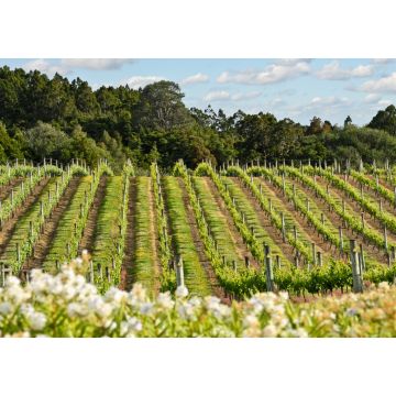 Lais Puzzle - Weinberg in Neuseeland - 1.000 Teile