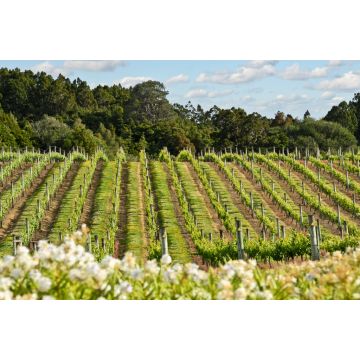 Lais Puzzle - Weinberg in Neuseeland - 2.000 Teile