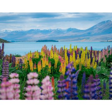 Lais Puzzle - Landschaft am Lake Tekapo Lupinenfeld in Neuseeland - 40, 100, 200, 500, 1.000 & 2.000 Teile