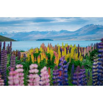 Lais Puzzle - Landschaft am Lake Tekapo Lupinenfeld in Neuseeland - 2.000 Teile