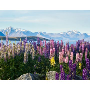 Lais Puzzle - Neuseeländische Lupinen im Frühling - 40, 100, 200, 500, 1.000 & 2.000 Teile