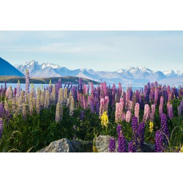 Lais Puzzle - Neuseeländische Lupinen im Frühling - 2.000 Teile