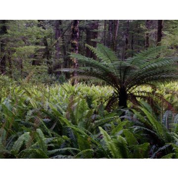 Lais Puzzle - Regenwald mit neuseeländischem Baumfarn Dicksonia squarrosa und Kronenfarnen Lomaria discolor. Fiordland-Nationalpark. Südinsel. Neuseeländisch - 40, 100, 200, 500, 1.000 & 2.000 Teile