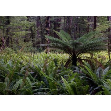 Lais Puzzle - Regenwald mit neuseeländischem Baumfarn Dicksonia squarrosa und Kronenfarnen Lomaria discolor. Fiordland-Nationalpark. Südinsel. Neuseeländisch - 1.000 Teile
