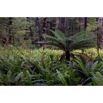 Lais Puzzle - Regenwald mit neuseeländischem Baumfarn Dicksonia squarrosa und Kronenfarnen Lomaria discolor. Fiordland-Nationalpark. Südinsel. Neuseeländisch - 2.000 Teile