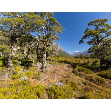 Lais Puzzle - Tal in der Nähe des Sees Howden Hut, Fjordland, Neuseeland - 40, 100, 200, 500, 1.000 & 2.000 Teile