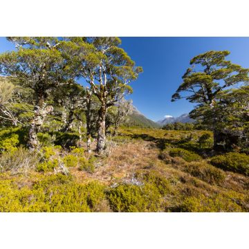 Lais Puzzle - Tal in der Nähe des Sees Howden Hut, Fjordland, Neuseeland - 1.000 Teile