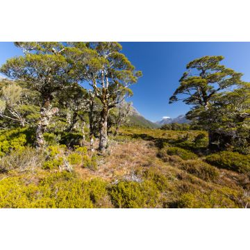 Lais Puzzle - Tal in der Nähe des Sees Howden Hut, Fjordland, Neuseeland - 2.000 Teile