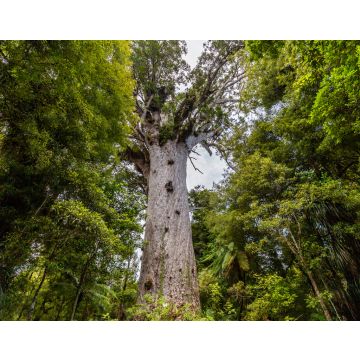 Lais Puzzle - Tane Mahuta, der Herr des Waldes: der größte Kauri-Baum im Waipoua Kauri Forest, Neuseeland - 40, 100, 200, 500, 1.000 & 2.000 Teile