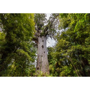 Lais Puzzle - Tane Mahuta, der Herr des Waldes: der größte Kauri-Baum im Waipoua Kauri Forest, Neuseeland - 1.000 Teile