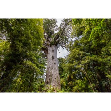 Lais Puzzle - Tane Mahuta, der Herr des Waldes: der größte Kauri-Baum im Waipoua Kauri Forest, Neuseeland - 2.000 Teile