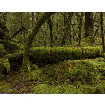 Lais Puzzle - Lake Gunn Nature Walk im Fiordland National Park in Southland auf der Südinsel Neuseelands - 40, 100, 200, 500, 1.000 & 2.000 Teile