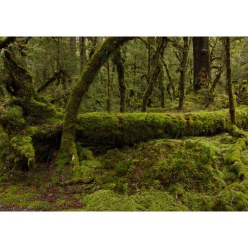 Lais Puzzle - Lake Gunn Nature Walk im Fiordland National Park in Southland auf der Südinsel Neuseelands - 1.000 Teile