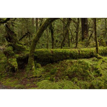 Lais Puzzle - Lake Gunn Nature Walk im Fiordland National Park in Southland auf der Südinsel Neuseelands - 2.000 Teile