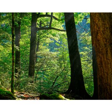 Lais Puzzle - Morgensonne, die durch die Buchen im Nelson Lakes National Park, Neuseeland, scheint - 40, 100, 200, 500, 1.000 & 2.000 Teile
